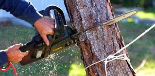 Best Fruit Tree Pruning  in New Braunfels, TX