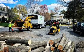 Best Emergency Tree Removal  in New Braunfels, TX