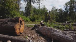 Seasonal Cleanup (Spring/Fall) in New Braunfels, TX