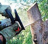 Best Commercial Tree Services  in New Braunfels, TX