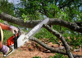 How Our Tree Care Process Works  in  New Braunfels, TX