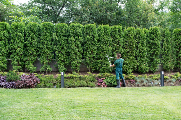 Best Weed Control  in New Braunfels, TX