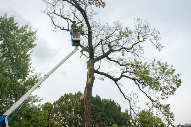 Best Tree Removal  in New Braunfels, TX