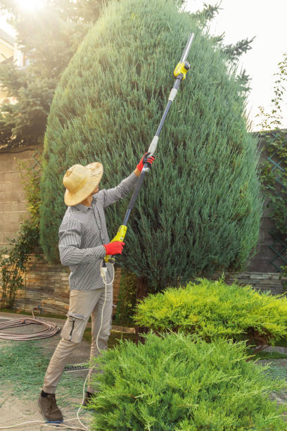 Best Storm Damage Tree Cleanup  in New Braunfels, TX